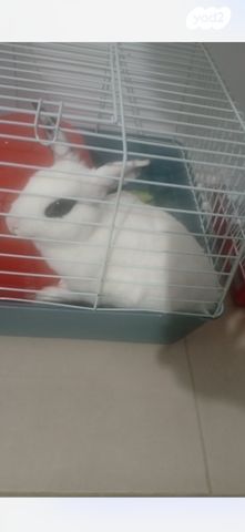 תמונת מודעה - חיות מחמד