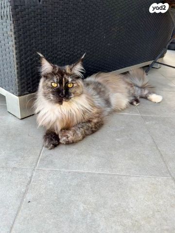 תמונת מודעה - חיות מחמד