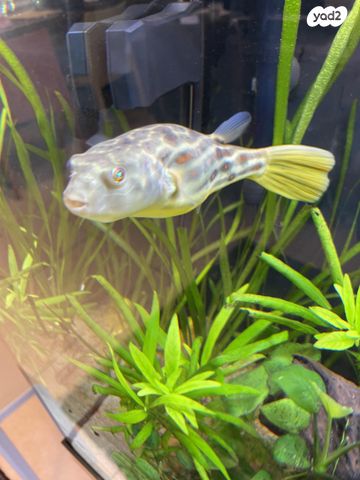 תמונת מודעה - חיות מחמד