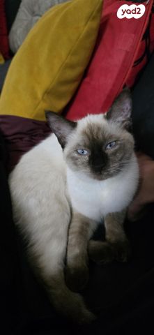 תמונת מודעה - חיות מחמד