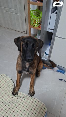 תמונת מודעה - חיות מחמד