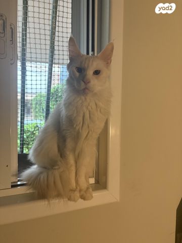 תמונת מודעה - חיות מחמד