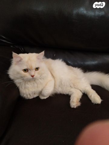 תמונת מודעה - חיות מחמד