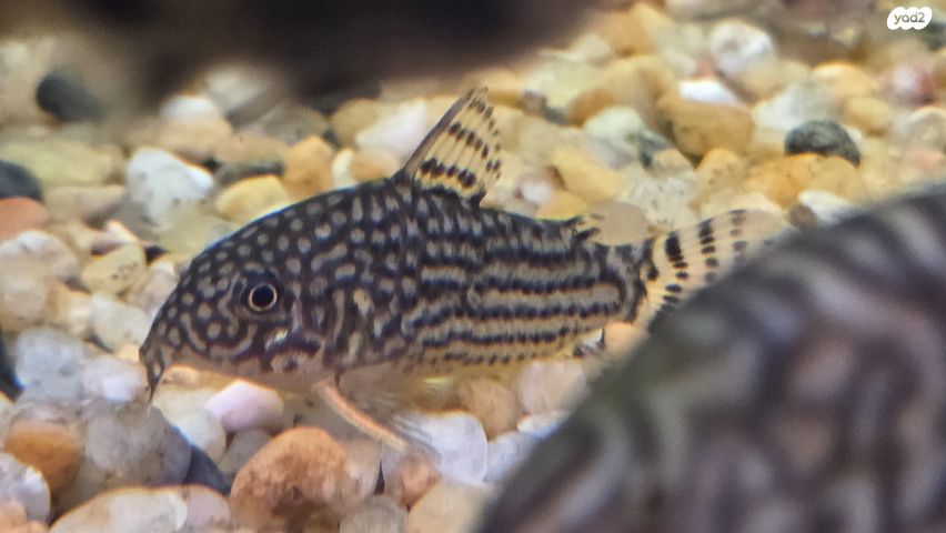 תמונת מודעה - חיות מחמד