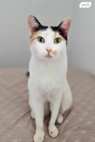 תמונת מודעה - חיות מחמד