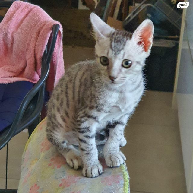 תמונת מודעה - חיות מחמד