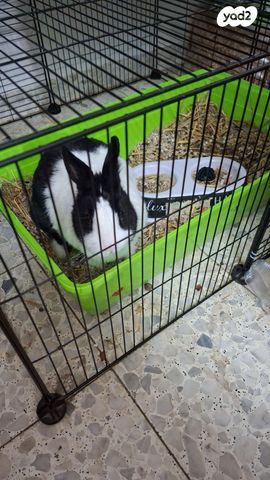 תמונת מודעה - חיות מחמד