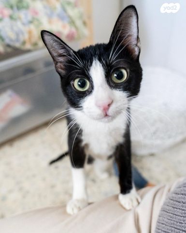 תמונת מודעה - חיות מחמד