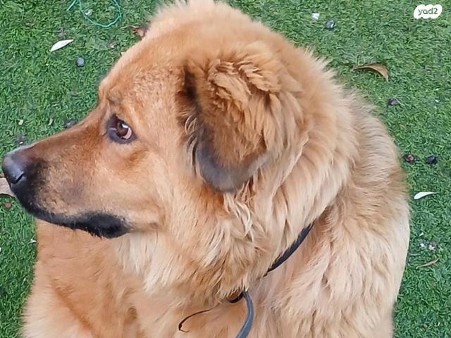 תמונת מודעה - חיות מחמד