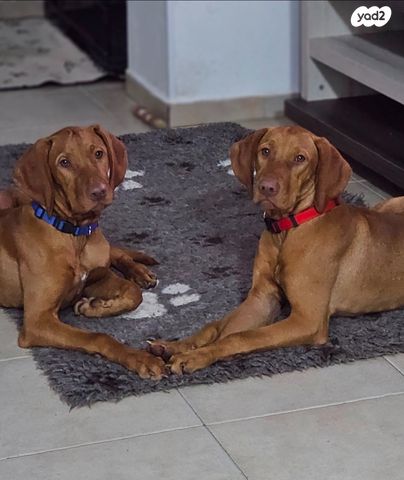 תמונת מודעה - חיות מחמד