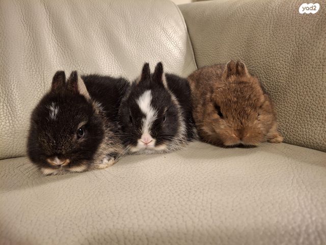 תמונת מודעה - חיות מחמד