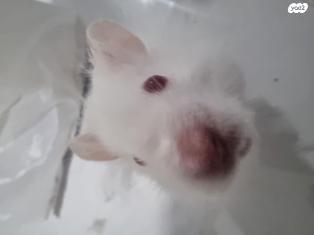 תמונת מודעה - חיות מחמד