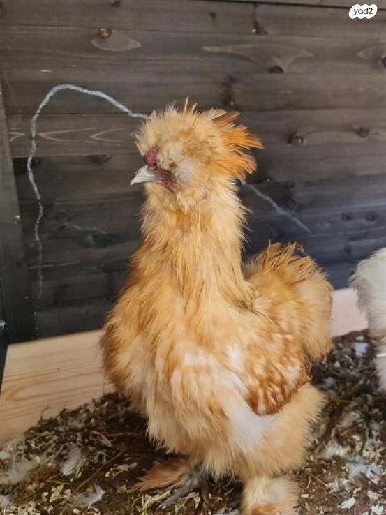 תמונת מודעה - חיות מחמד