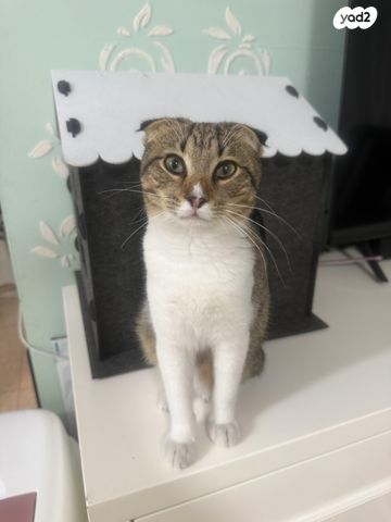 תמונת מודעה - חיות מחמד