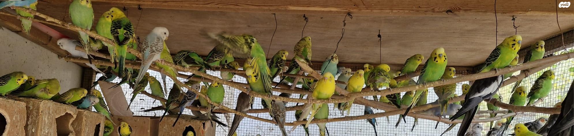 תמונת מודעה - חיות מחמד