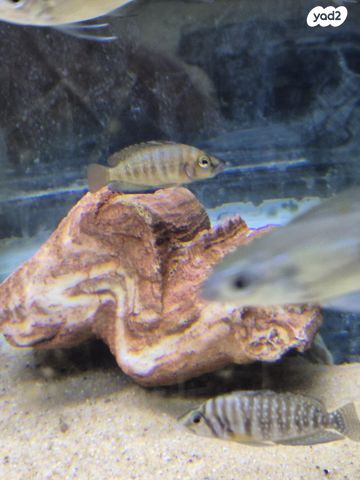 תמונת מודעה - חיות מחמד