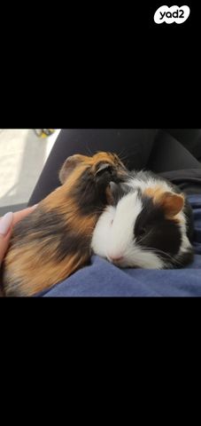 תמונת מודעה - חיות מחמד