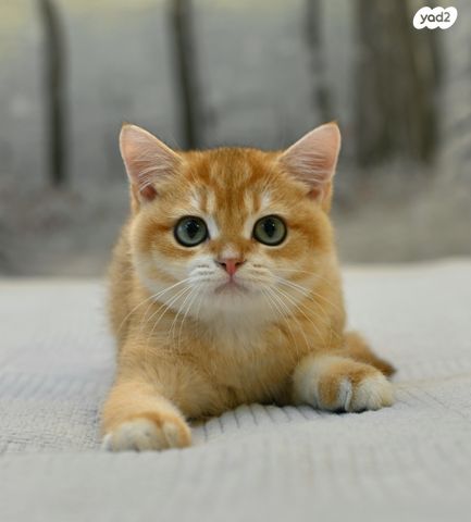 תמונת מודעה - חיות מחמד