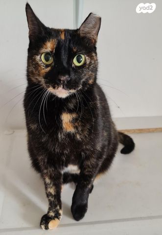 תמונת מודעה - חיות מחמד