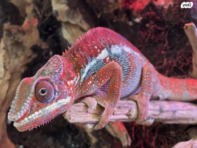 תמונת מודעה - חיות מחמד