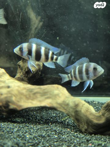 תמונת מודעה - חיות מחמד