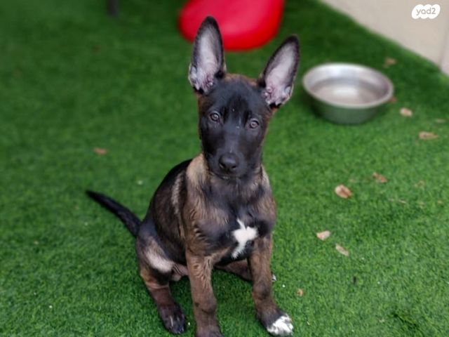 תמונת מודעה - חיות מחמד