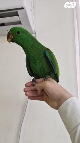 תמונת מודעה - חיות מחמד