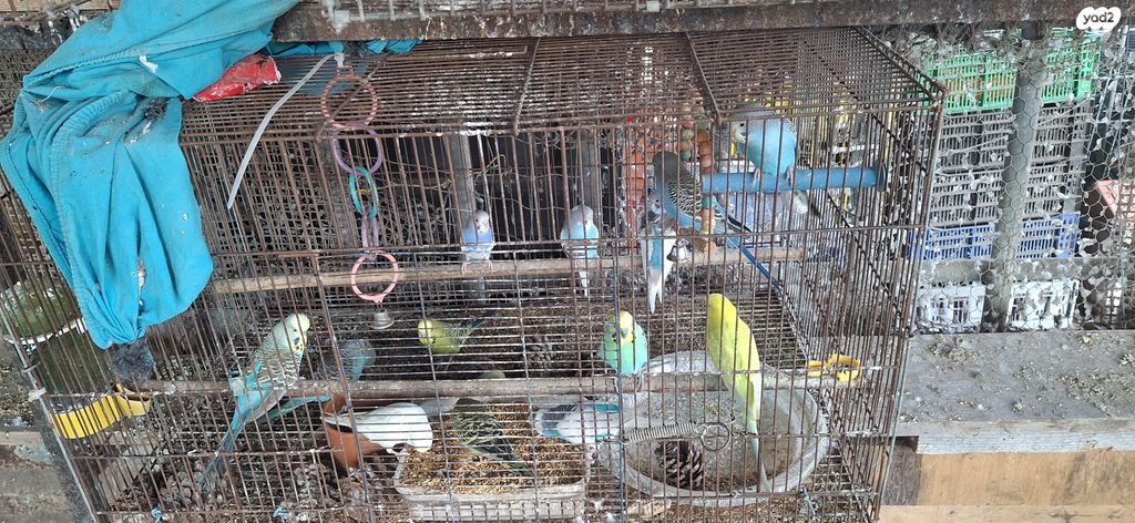 תמונת מודעה - חיות מחמד