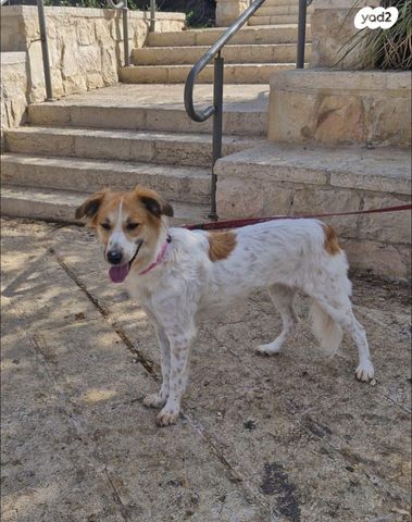 תמונת מודעה - חיות מחמד