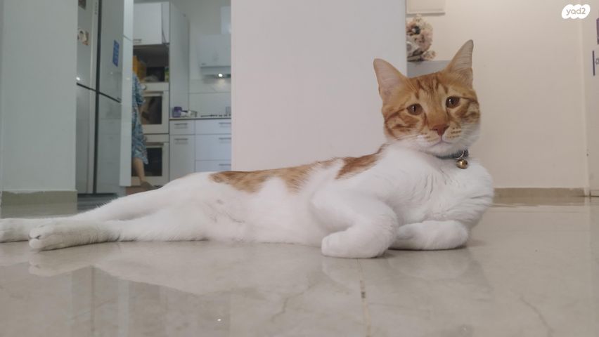 תמונת מודעה - חיות מחמד