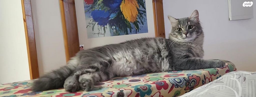 תמונת מודעה - חיות מחמד