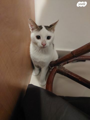 תמונת מודעה - חיות מחמד