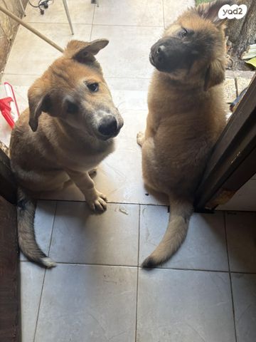 תמונת מודעה - חיות מחמד