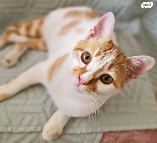 תמונת מודעה - חיות מחמד