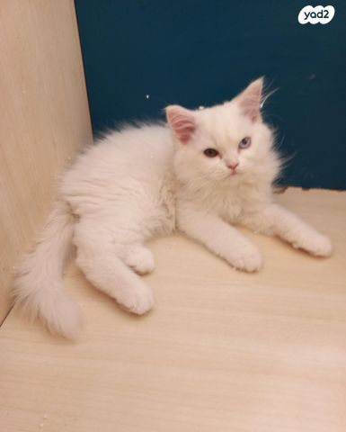 תמונת מודעה - חיות מחמד