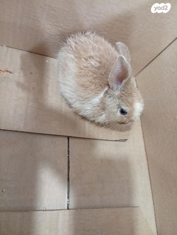 תמונת מודעה - חיות מחמד