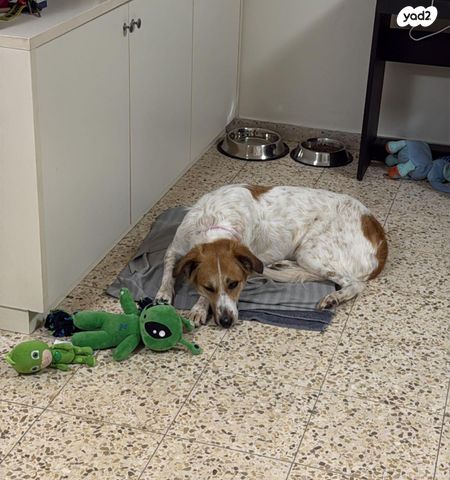 כלב רועים אוסטרלי