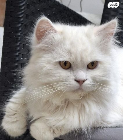 תמונת מודעה - חיות מחמד