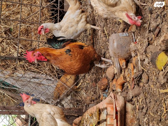 תמונת מודעה - חיות מחמד