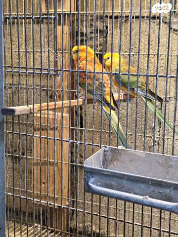 תמונת מודעה - חיות מחמד