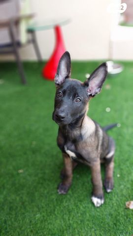 כלב רועה בלגי