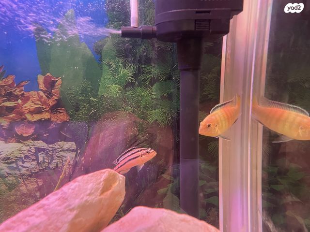 תמונת מודעה - חיות מחמד