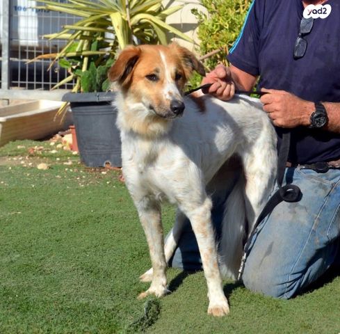 כלב רועים אוסטרלי