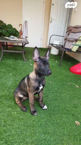 כלב רועה בלגי