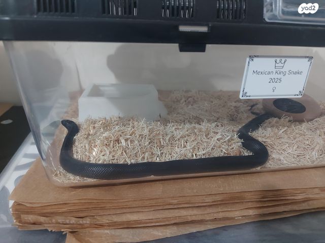 זוחל קינג סנייק