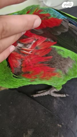 תוכי אקלקטוס