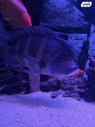 דג ציקלידים