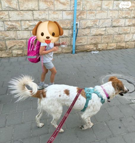 כלב רועים אוסטרלי