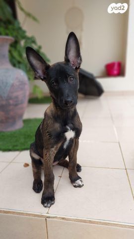 כלב רועה בלגי