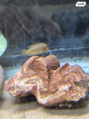 דג ציקלידים